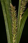 Eastern rough sedge